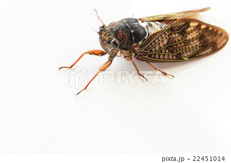 アブラゼミの全身　白背景 22451014