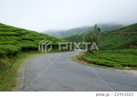 Winding road with tea plantation and fog Winding road with tea plantation and fog 22451022