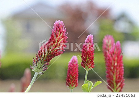 ストロベリーキャンドル 22451063