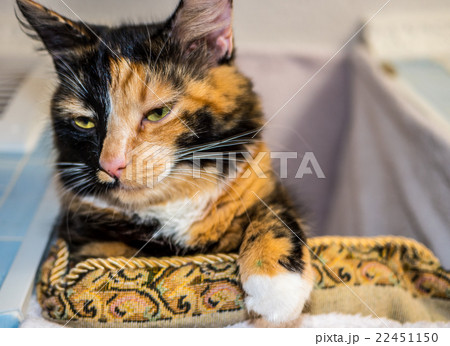 Cute cat lying on pillow Cute cat lying on pillow 22451150