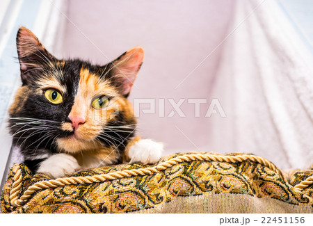 Cute cat lying on pillow  22451156