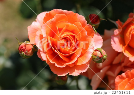 バラ／ビブレ・バカンス 22451311