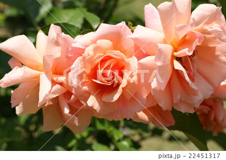 バラ アプリコット キャンディの写真素材