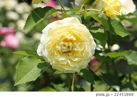 バラ/快挙 バラ/快挙 22451666