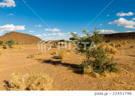 tree in the Sahara desert 22451796