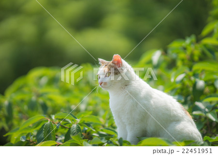 初夏のミケっち 22451951