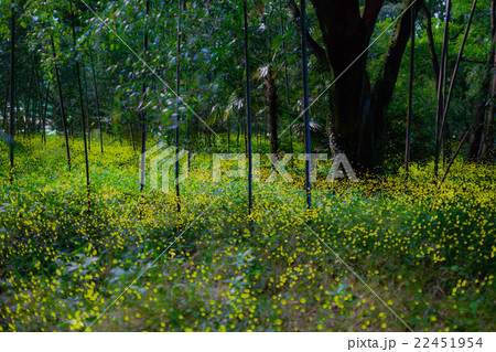 岐阜市竹林広場のホタル 22451954