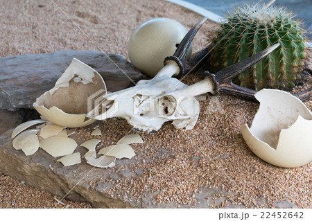 Animal skull and Ostrich egg in desert 22452642