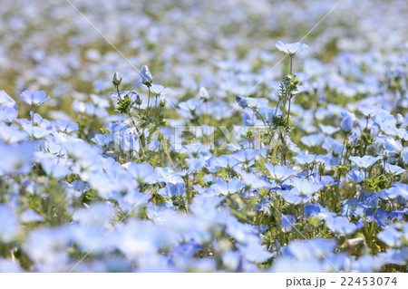 ネモフィラ ネモフィラ 22453074