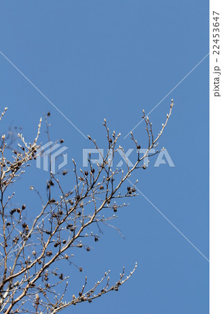 ヒメシャラと青空 ヒメシャラと青空 22453647