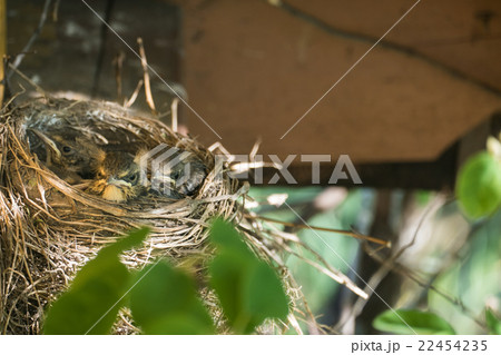 Nest with chicks blackbird 22454235