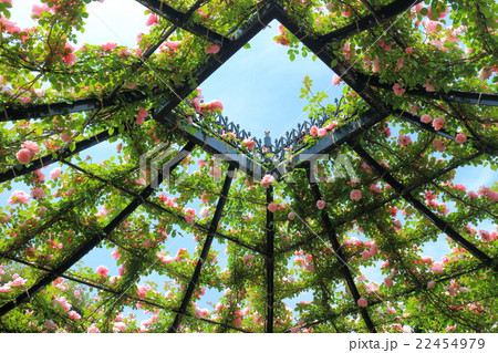 横浜イングリッシュガーデンの薔薇 横浜イングリッシュガーデンの薔薇 22454979