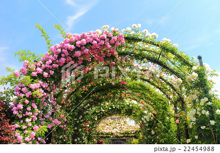 横浜イングリッシュガーデンの薔薇の写真素材