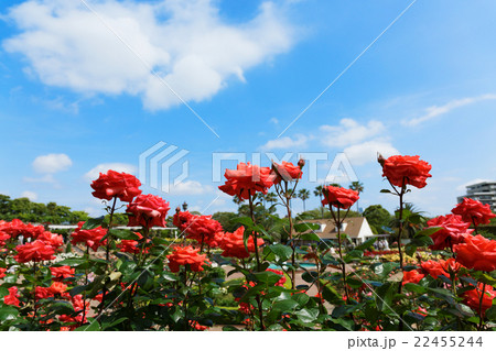 谷津バラ園の鮮やかな赤色のバラの花 22455244