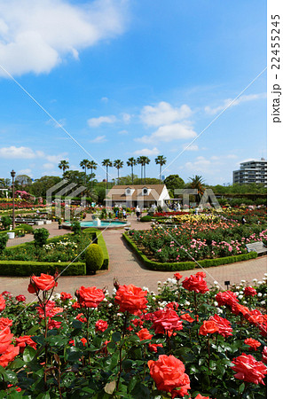 若葉と新緑と春爛漫の谷津バラ園 若葉と新緑と春爛漫の谷津バラ園 22455245
