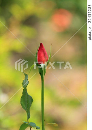 谷津バラ園の赤いバラの花の蕾の写真素材