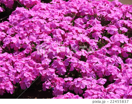 シバザクラ シバザクラ 22455837