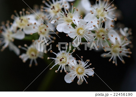 自然 植物 カナメモチ 初夏に咲く花です 美しい花ですがあっという間に散ってしまいますの写真素材