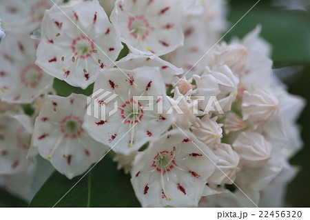 自然 植物 カルミア 別名 アメリカシャクナゲ 五角形の花と金平糖のような蕾が個性的ですの写真素材