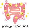 腸　善玉菌　乳酸菌　健康 22456611