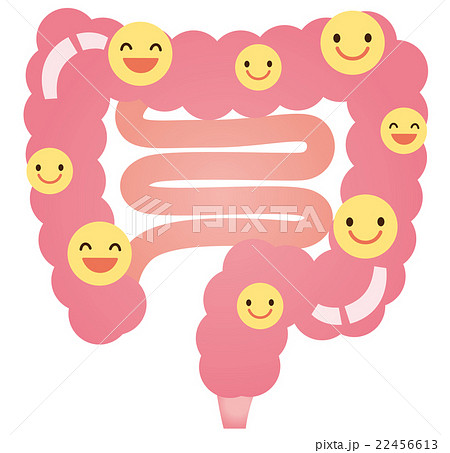 腸　善玉菌　乳酸菌　健康 22456613