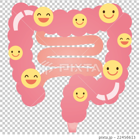 腸　善玉菌　乳酸菌　健康 22456613