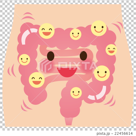 腸　善玉菌　乳酸菌　健康 22456614