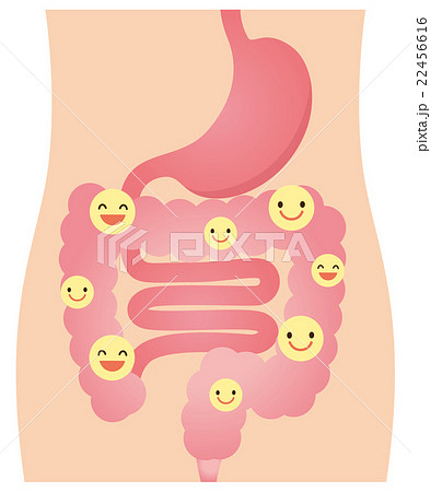 腸 善玉菌 乳酸菌 健康のイラスト素材