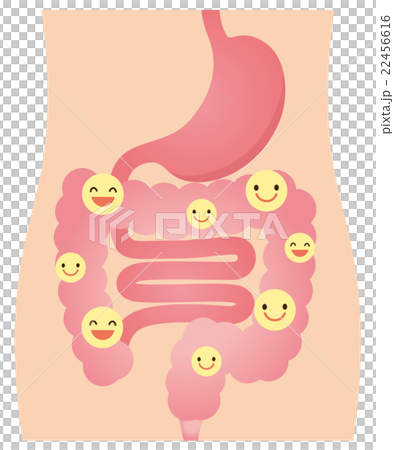 腸　善玉菌　乳酸菌　健康 22456616