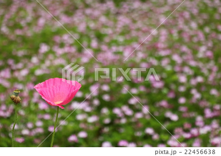 ケシ（五月） 22456638