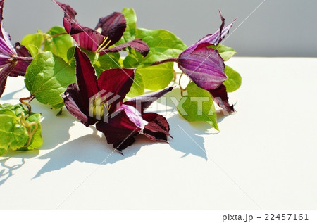 クレマチス クレマチス 22457161