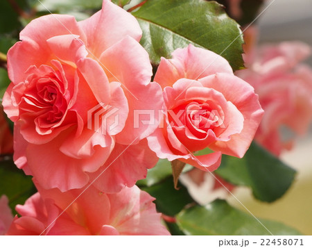 桃色の薔薇の風景 桃色の薔薇の風景 22458071