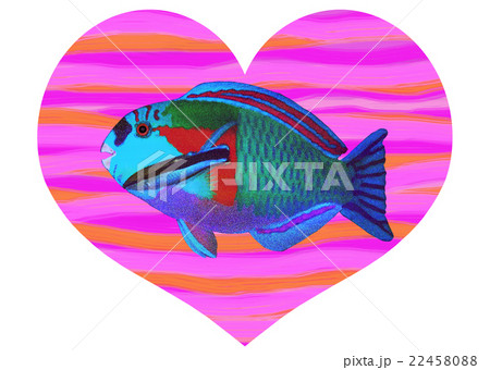 ハートにオオモンハゲブダイ 22458088