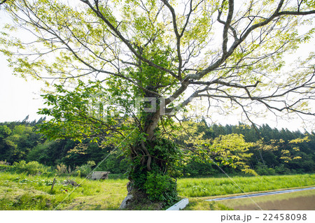 寄生木 「十二ノ木のケヤキ」 秋田県 寄生木 「十二ノ木のケヤキ」 秋田県 22458098