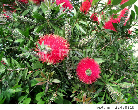 真っ赤な花　ブラシの木 22458219
