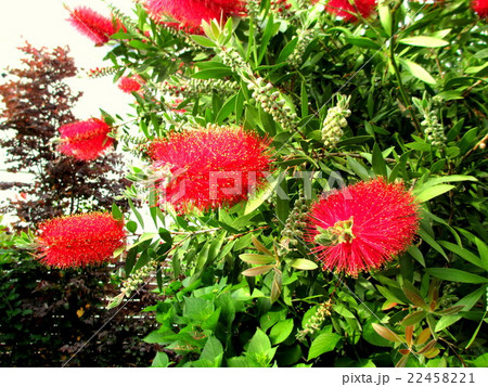 真っ赤な花 ブラシの木の写真素材