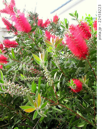 家のシンボルツリーのブラシの木 22458223