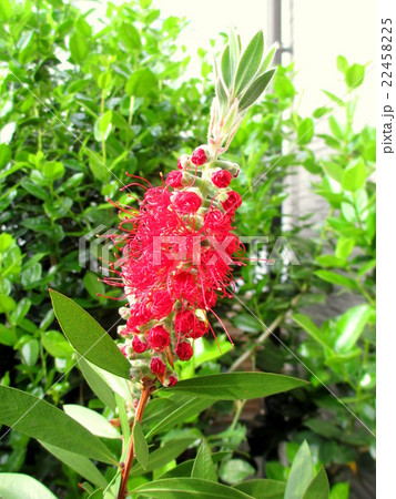 咲き始めのブラシの木 22458225