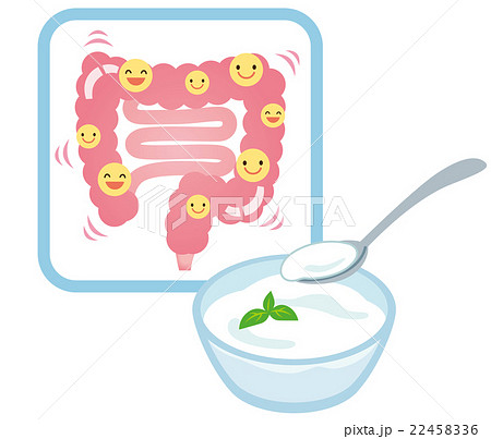 健康な腸 乳酸菌 ヨーグルト 健康な腸 乳酸菌 ヨーグルト 22458336