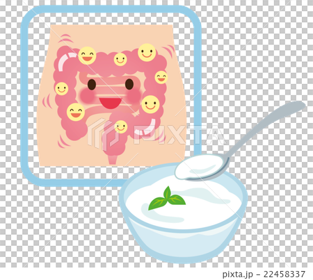 健康な腸　乳酸菌　ヨーグルト 22458337