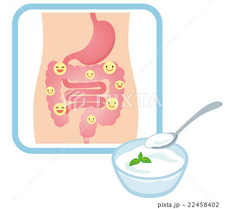 健康な腸　乳酸菌　ヨーグルト 22458402