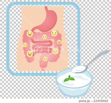 健康な腸　乳酸菌　ヨーグルト 22458402