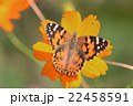 チョウ 22458591