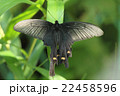 チョウ 22458596