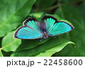 チョウ 22458600