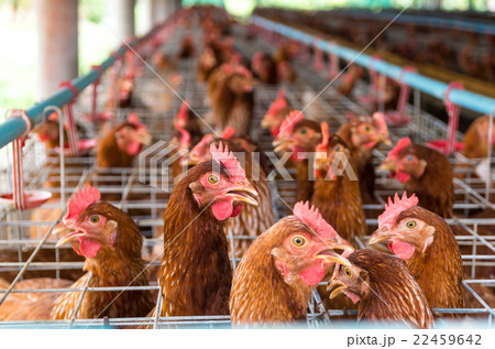 egg chicken farm 22459642