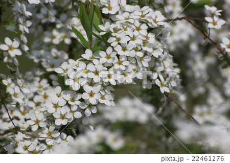 ユキヤナギ ユキヤナギ 22461276