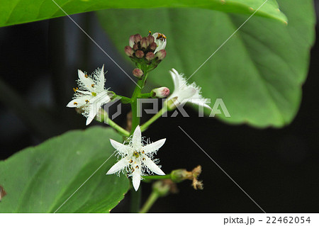 ミツガシワ ミツガシワ 22462054