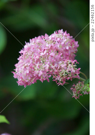 西洋紫陽花アナベル 花言葉は ひたむきな愛 の写真素材 22462156 Pixta