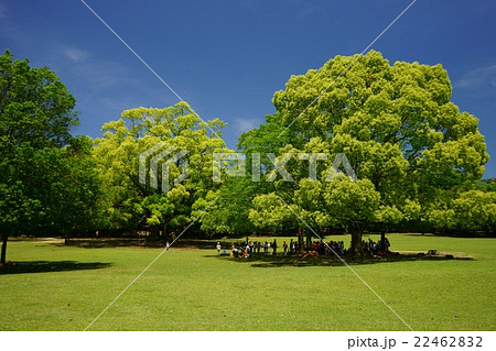 奈良公園・新緑の巨木・クスノキ１ 22462832